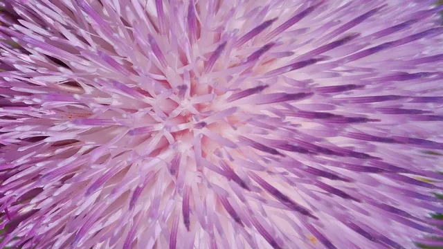 shine.jpg